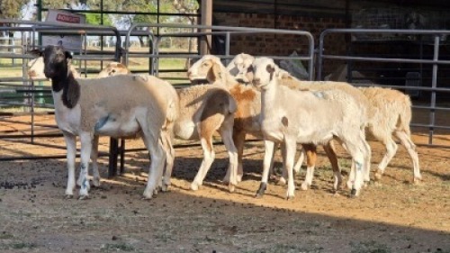 7 X MEATMASTER CROSS EWE JT PRETORIUS (Per animal to take the lot)