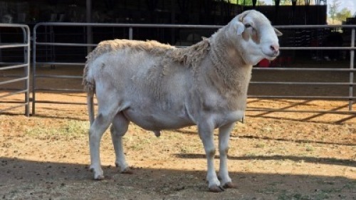 1 X MEATMASTER CROSS RAM JT PRETORIUS
