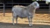 1 X MEATMASTER CROSS RAM JT PRETORIUS