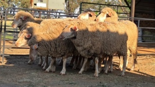 8 X DOHNE MERINO EWE JT PRETORIUS (Per animal to take the lot)