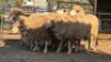 8 X DOHNE MERINO EWE JT PRETORIUS (Per animal to take the lot)