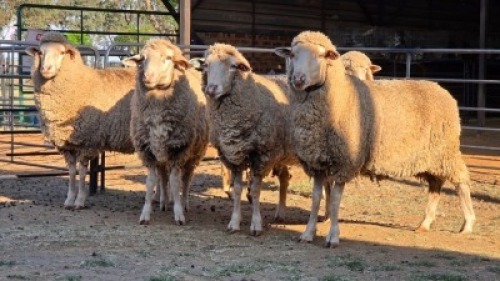 5 X DOHNE MERINO EWE JT PRETORIUS (Per animal to take the lot)