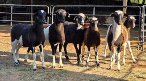6 X MEATMASTER CROSS EWE JT PRETORIUS (Per animal to take the lot)