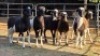 6 X MEATMASTER CROSS EWE JT PRETORIUS (Per animal to take the lot)