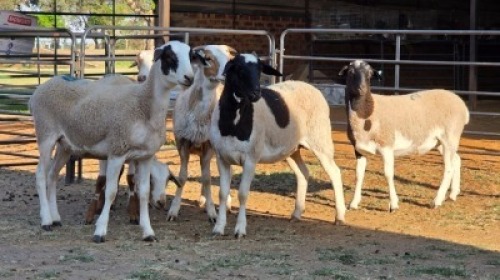 6 X MEATMASTER CROSS EWE JT PRETORIUS (Per animal to take the lot)