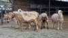 5 X MEATMASTER CROSS EWE J. H. DELPORT (Per animal to take the lot)