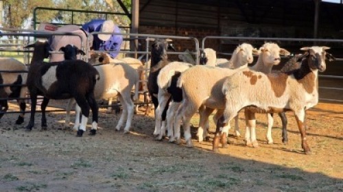 8 X MEATMASTER CROSS EWE JT PRETORIUS (Per animal to take the lot)