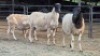 4 X DORPER EWE J. H. DELPORT (Per animal to take the lot)