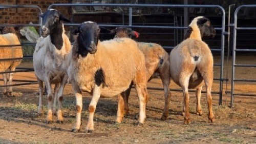 4 X DORPER EWE J. H. DELPORT (Per animal to take the lot)