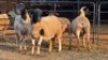 4 X DORPER EWE J. H. DELPORT (Per animal to take the lot)