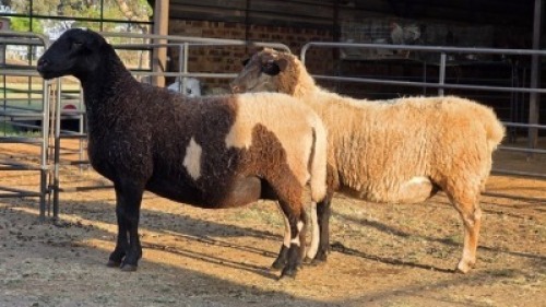 2 X DORPER EWE J. H. DELPORT (Per animal to take the lot)