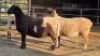 2 X DORPER EWE J. H. DELPORT (Per animal to take the lot)