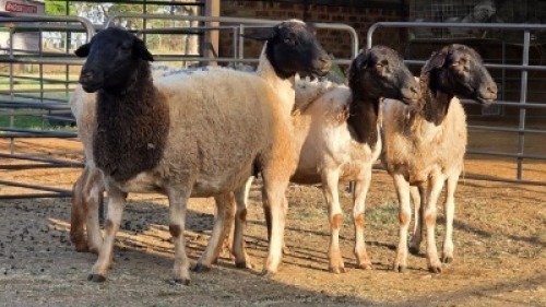 4 X DORPER EWE J. H. DELPORT (Per animal to take the lot)