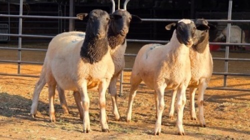 4 X DORPER EWE J. H. DELPORT (Per animal to take the lot)