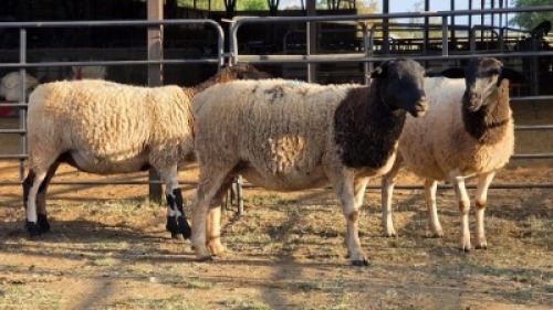 3 X DORPER EWE J. H. DELPORT (Per animal to take the lot)