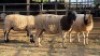 3 X DORPER EWE J. H. DELPORT (Per animal to take the lot)