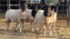 4 X DORPER EWE J. H. DELPORT (Per animal to take the lot)