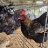 2 X CHICKENS ROOSTER & HEN MAPHOTO (Per animal to take the lot)