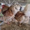 2 X CHICKENS ROOSTER & HEN MAPHOTO (Per animal to take the lot)