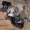 2 X CHICKENS ROOSTER & HEN MAPHOTO (Per animal to take the lot)
