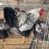 3 X CHICKENS ROOSTER & HEN MAPHOTO (Per animal to take the lot)
