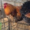 2 X CHICKENS ROOSTER & HEN MAPHOTO (Per animal to take the lot)