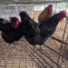 2 X CHICKENS HEN PW VAN HEERDEN (Per animal to take the lot)