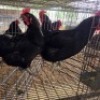 2 X CHICKENS HEN PW VAN HEERDEN (Per animal to take the lot)