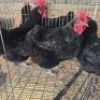 3 X CHICKENS HEN PW VAN HEERDEN (Per animal to take the lot)
