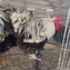 2 X CHICKENS ROOSTER TIERPOORT DORPERS (Per animal to take the lot)