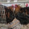 2 X CHICKENS ROOSTER NKHUMELENI GENETIKA EN TELING (Per animal to take the lot)
