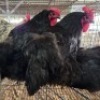 3 X CHICKENS HEN NKHUMELENI GENETIKA EN TELING (Per animal to take the lot)