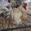 1 X CHICKENS ROOSTER NKHUMELENI GENETIKA EN TELING