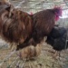 2 X CHICKENS ROOSTER & HEN NKHUMELENI GENETIKA EN TELING (Per animal to take the lot)