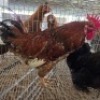 1 X CHICKENS ROOSTER NKHUMELENI GENETIKA EN TELING