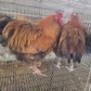 2 X CHICKENS ROOSTER JC BOTHA (Per animal to take the lot)
