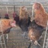 4 X CHICKENS HEN JC BOTHA (Per animal to take the lot)