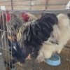 2 X CHICKENS ROOSTER BASHEWA DORPERS (Per animal to take the lot)