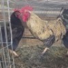 3 X CHICKENS ROOSTER & HEN HSM KOTZE (Per animal to take the lot)