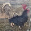 2 X CHICKENS ROOSTER & HEN HSM KOTZE (Per animal to take the lot)