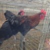 3 X CHICKENS ROOSTER & HEN HSM KOTZE (Per animal to take the lot)