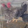 3 X CHICKENS ROOSTER & HEN HSM KOTZE (Per animal to take the lot)