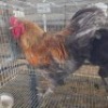 3 X CHICKENS ROOSTER GLO BOERDERY (Per animal to take the lot)