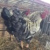 2 X CHICKENS ROOSTER GLO BOERDERY (Per animal to take the lot)