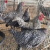 4 X CHICKENS ROOSTER & HEN FYNDRAAI HOENDERS (Per animal to take the lot)