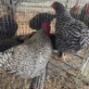 4 X CHICKENS ROOSTER & HEN FYNDRAAI HOENDERS (Per animal to take the lot)