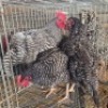 4 X CHICKENS ROOSTER & HEN FYNDRAAI HOENDERS (Per animal to take the lot)