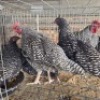 4 X CHICKENS ROOSTER & HEN FYNDRAAI HOENDERS (Per animal to take the lot)