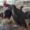 4 X CHICKENS ROOSTER & HEN FYNDRAAI HOENDERS (Per animal to take the lot)