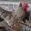 4 X CHICKENS ROOSTER & HEN FYNDRAAI HOENDERS (Per animal to take the lot)